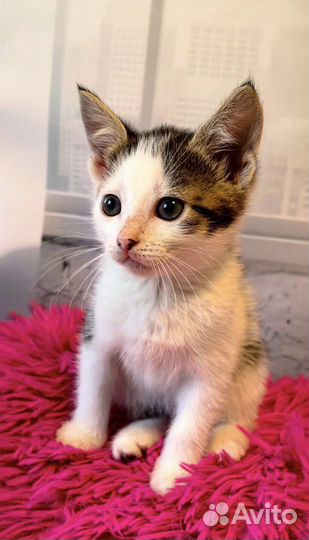 Котенок Маруся
