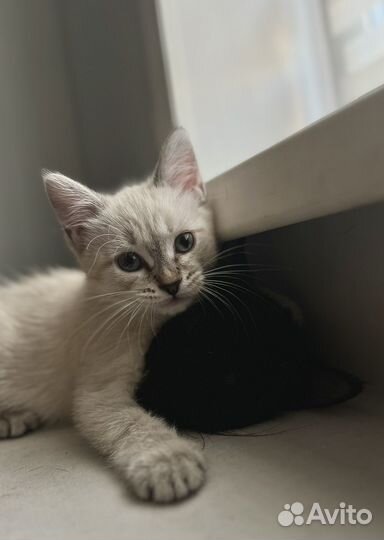 Белый котенок девочка