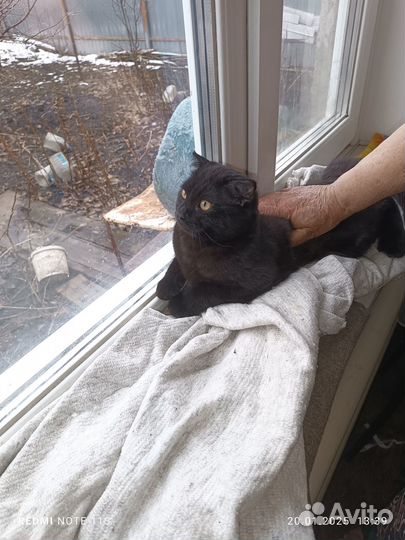 Котик шотландец