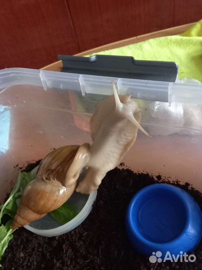 Улитки ахатины