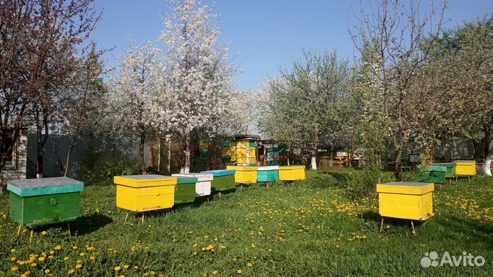 Пчёлы, пчёлопакеты,сушь