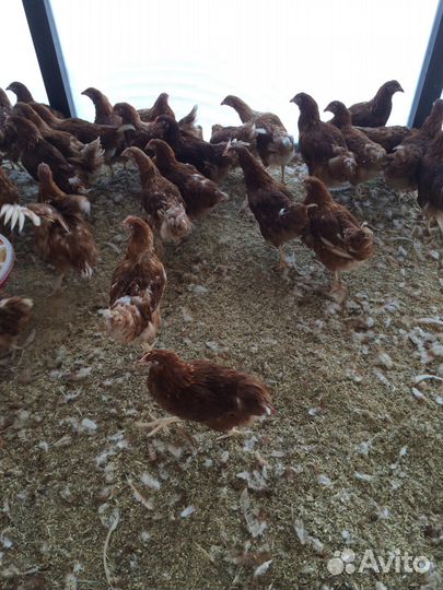 Куры-молодые