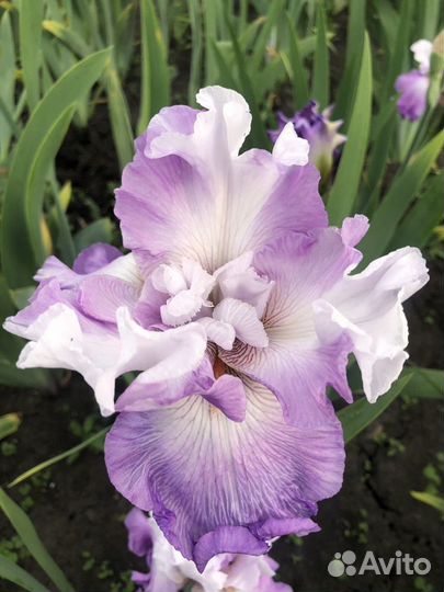 Сортовые бородатые ирисы