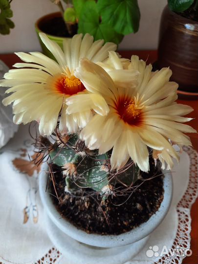 Астрофитум козерогий (Astrophytum capricorne)