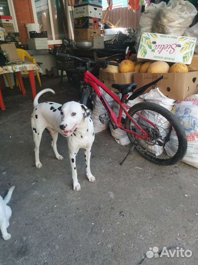 Щенки далматина