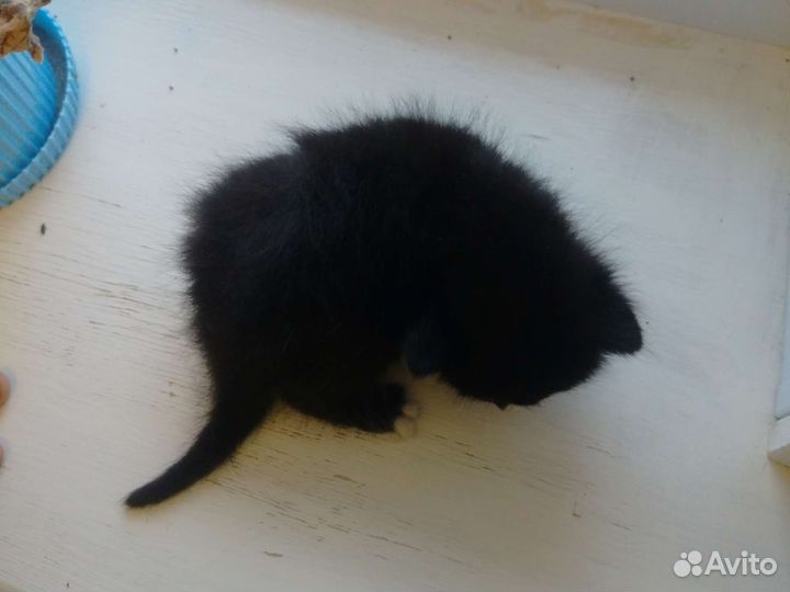 Продам в заросшие руки