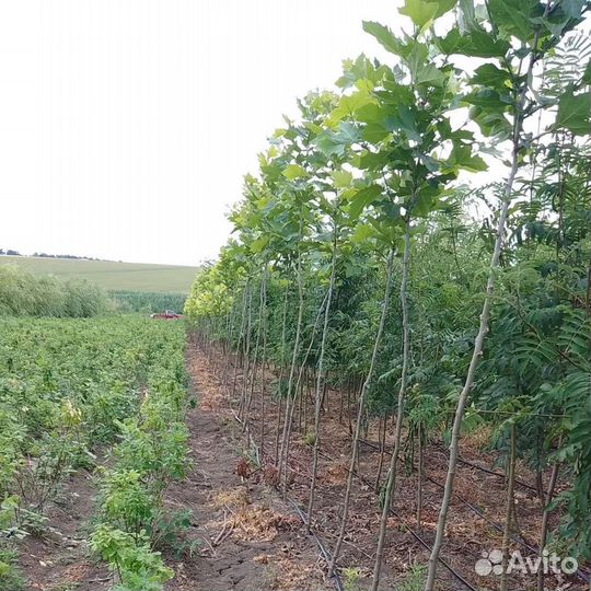 Вяз клён дуб ива тополь