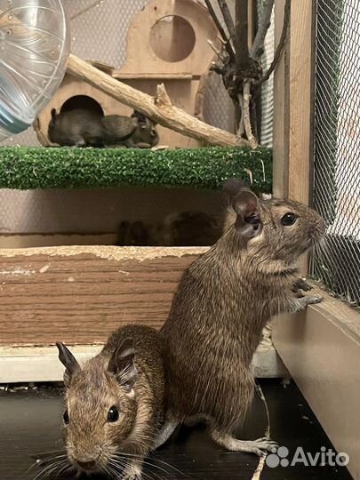 Чилийская белка дегу