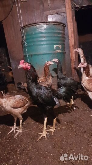 Бойцовые петухи о шамо