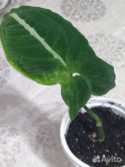 Сингониумы 4 сорта, сциндапсус