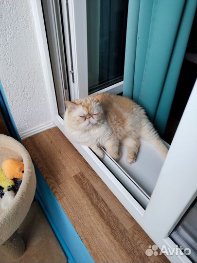 Коты в добрые руки. Кастрированы