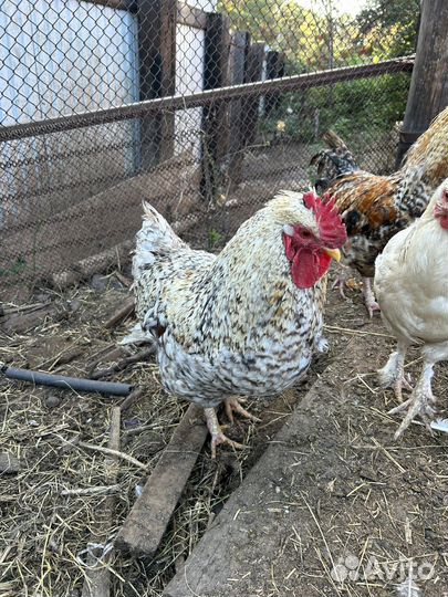 Молодые петухи