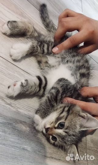 Котенок