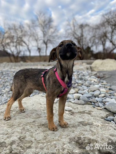 Щенок в добрые руки