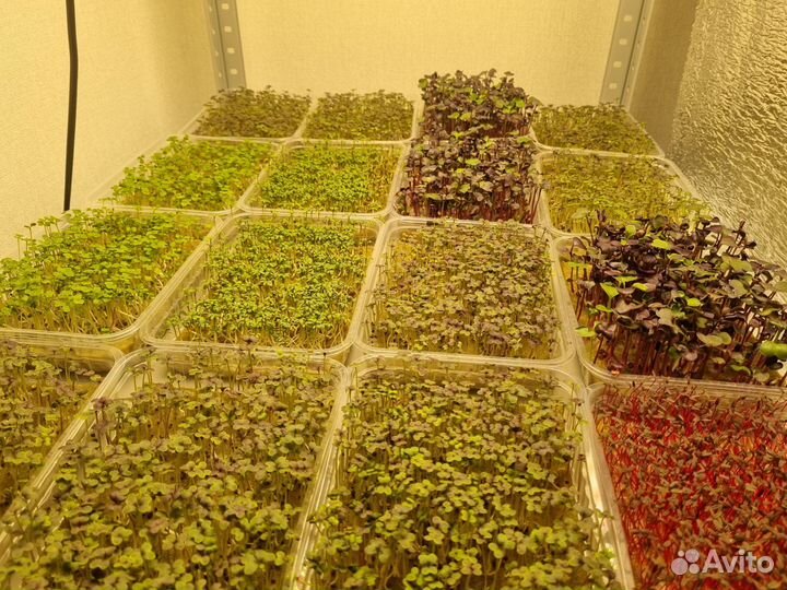 Микрозелень