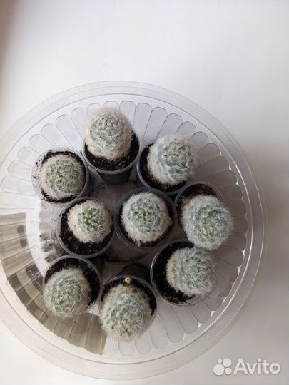 Кактус мамилярия