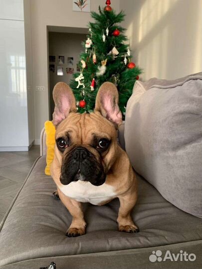 Французский бульдог кобель вязка