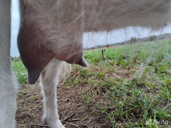 Козы дойные
