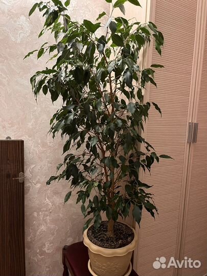 Фикус бенджамина большой