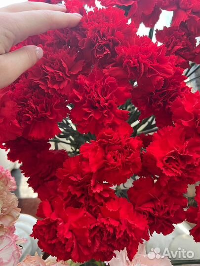 Гвоздики красные, розовые, кустовые