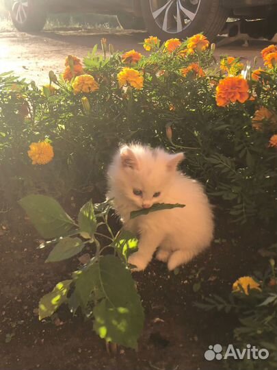 Кошки в добрые руки