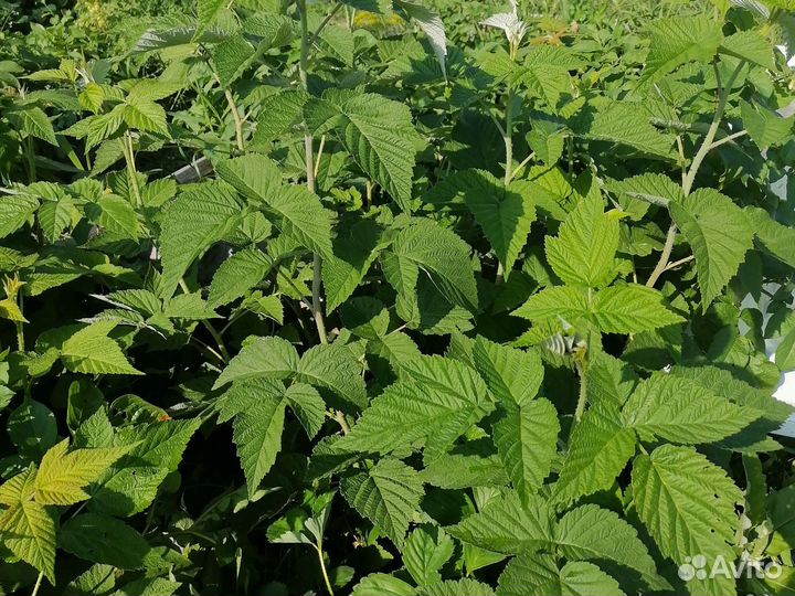 Рассада малины