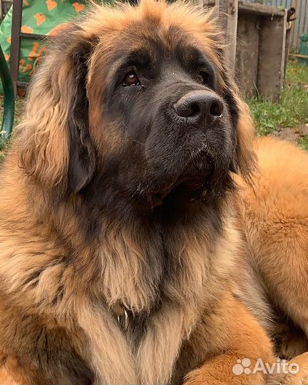 Щенки леонбергера