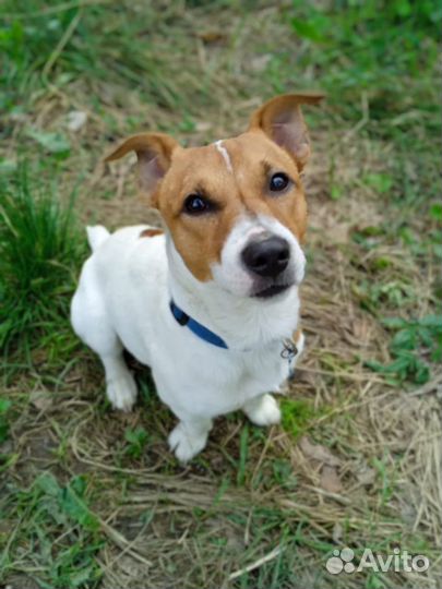 Вязка джек Рассел терьер
