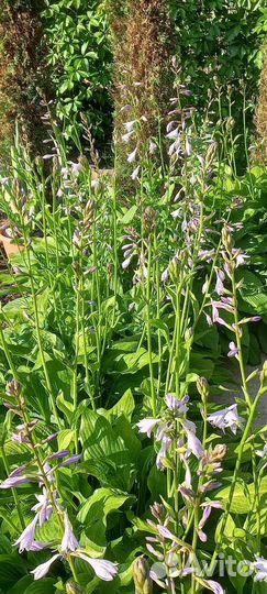 Хвосты, бадан