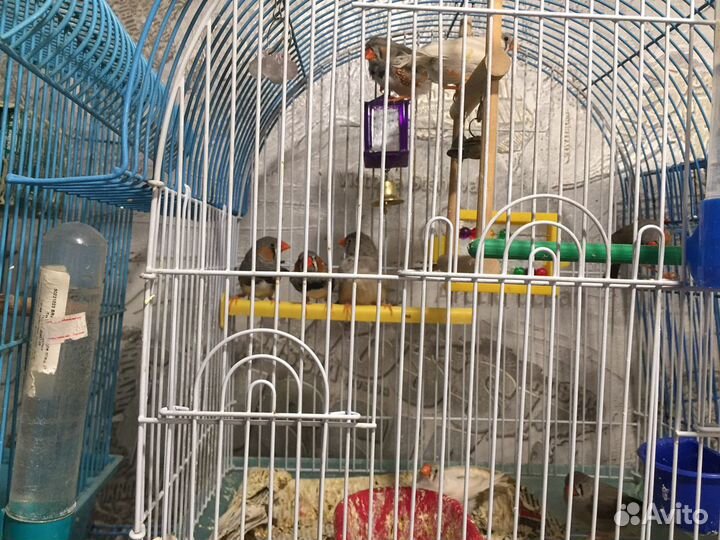 Зебровые и японские амадины