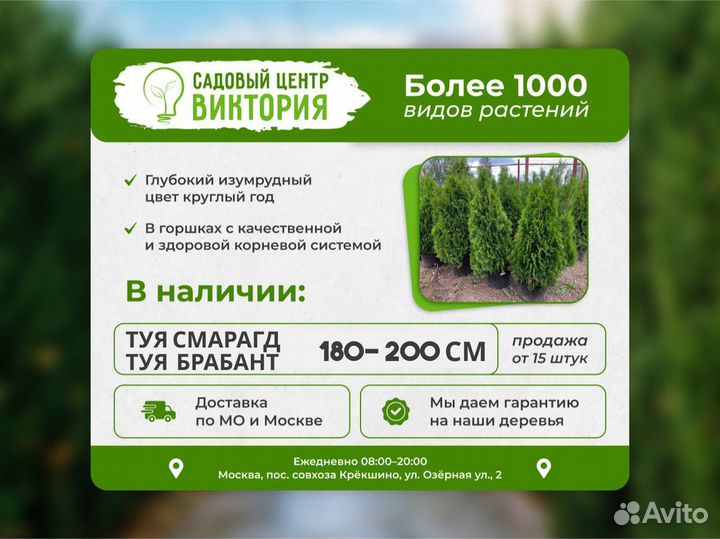 Саженцы Туя Смарагд 180-200 см доставка