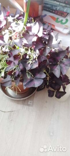 Комнатные цветы кислица