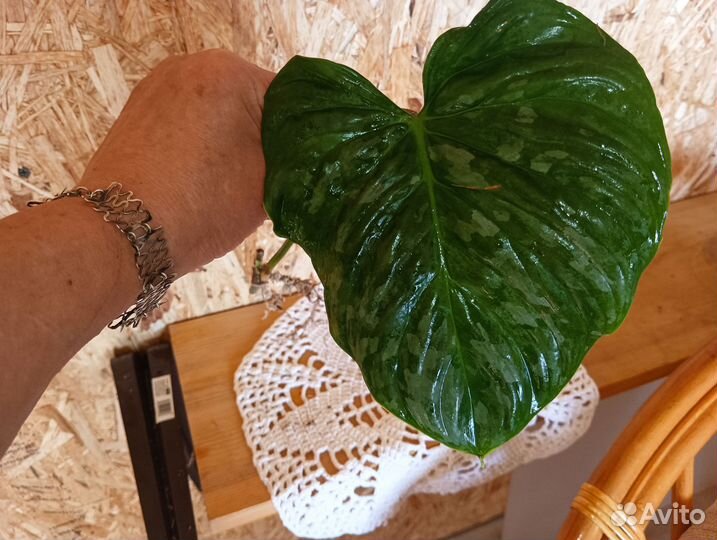 Филодендрон Маджестик