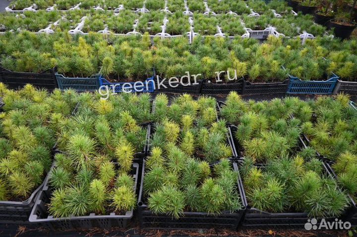 Саженцы Кедр 14-18см зкс