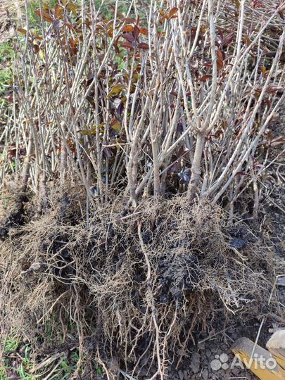 Саженцы бирючины