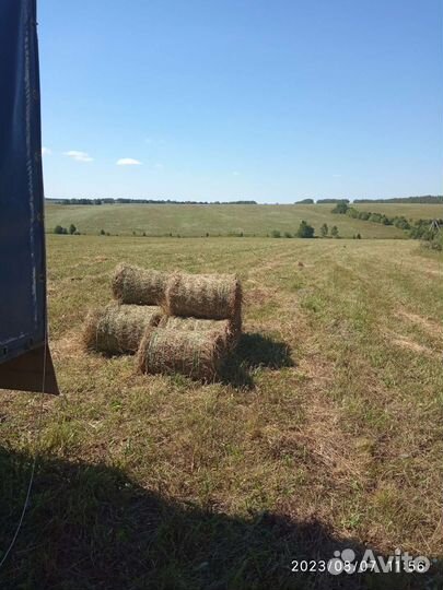Продам сено в рулонах