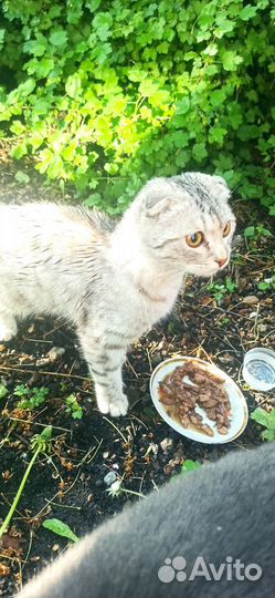 Чья потеряшка