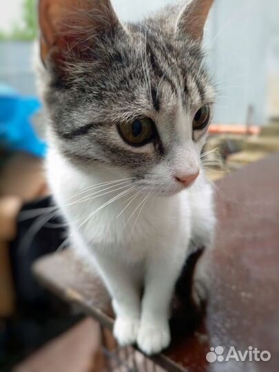 Котенок девочка 5мес очень красивая