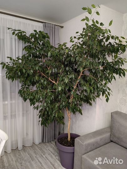 Фикус бенджамина большой