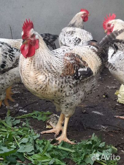 Мясо бройлера