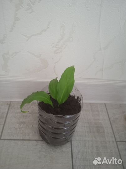 Спатифиллум