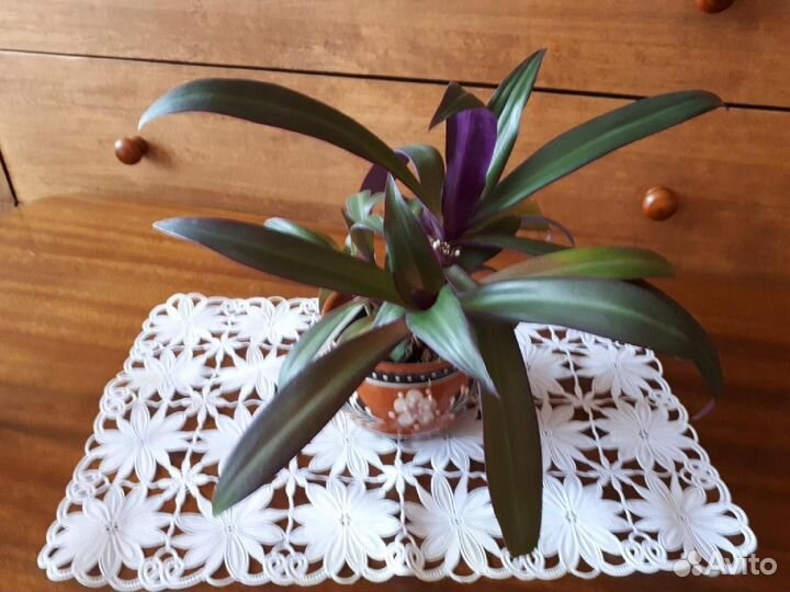 Комнатные растения цветы