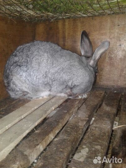 Продам крольчиху
