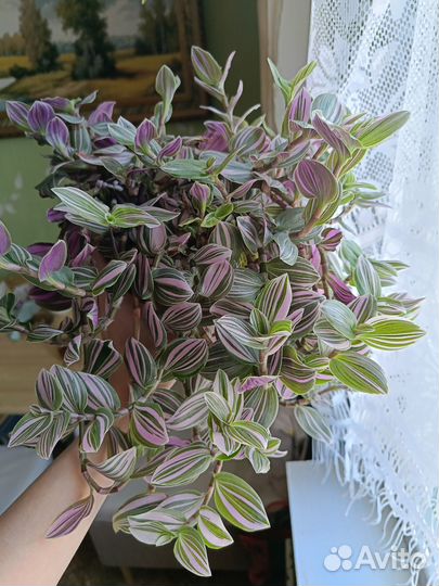 Традесканция albiflora Lilac
