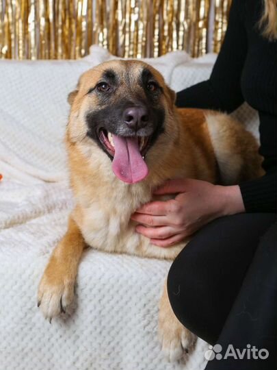 Активная и дружелюбная Инди