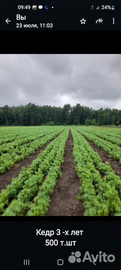 Саженцы кедра сибирского