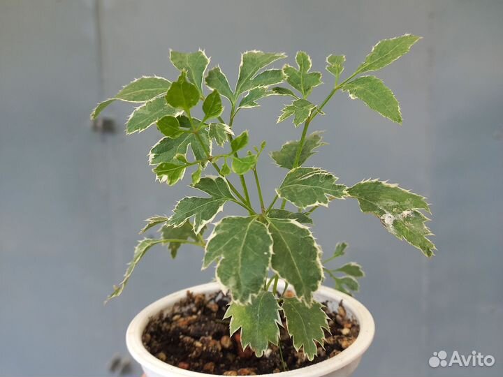 Полисциасы 10 сортов