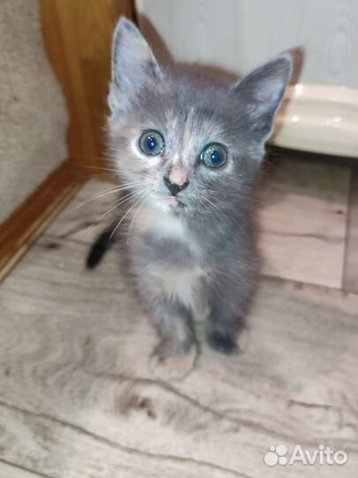 Очаровательная девочка котёнок