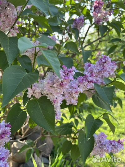 Саженцы сирени