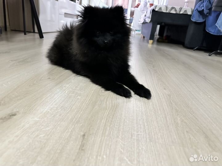 Вязка кобель шпиц